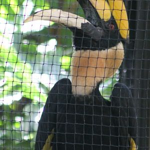 Great Indian hornbill