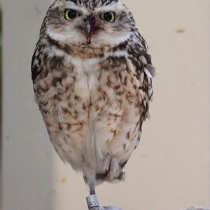 Burrowing owl