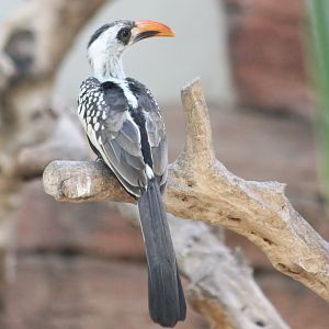 Red-billed hornbill