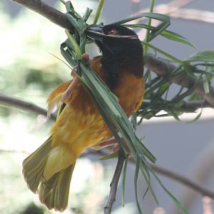 Village weaver