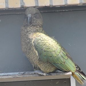 Kea