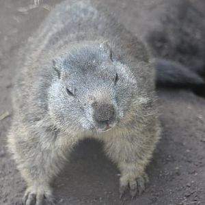 Alpine marmot