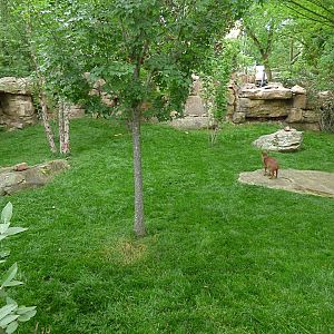 Pudu Exhibit (Expedition Peru) - May 2018