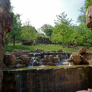 Andean Bear Exhibit (Expedition Peru) - May 2018