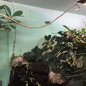 Red-legged honeycreeper female - February 2018