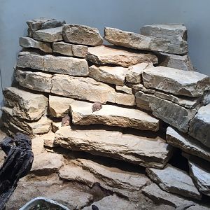 Round-eared elephant shrew - February 2018