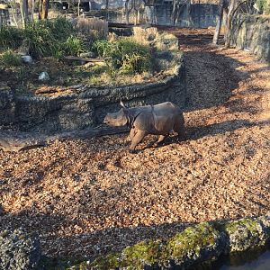 Indian rhino - February 2018