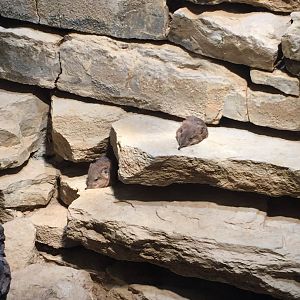 Round-eared elephant shrew - February 2018