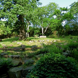 Baird's Tapir/Crested Screamer Exhibit - May 2018