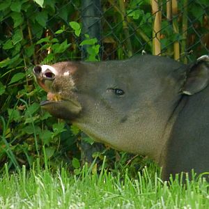 Juju, female Baird's tapir - May 2018