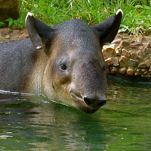 Tybalt, male Baird's tapir - May 2018