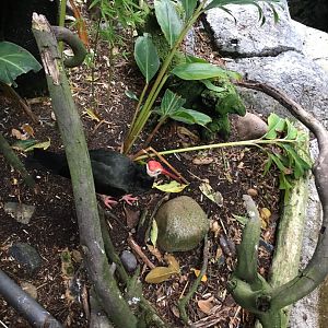 Southern bald ibis - August 2017