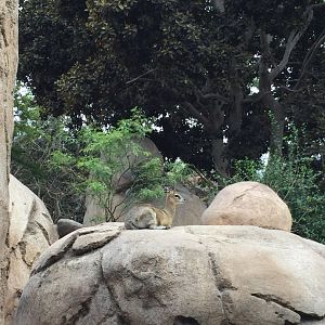 Klipspringer - August 2017