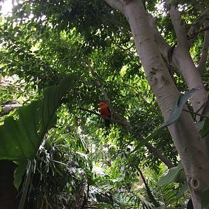 Andean cock-of-the-rock - August 2017