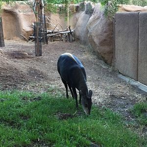 Yellow-backed duiker - August 2017