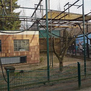 Enclosure White-handed gibbon