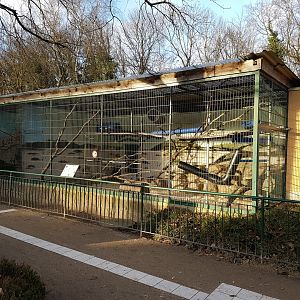 Enclosure Black mangabey
