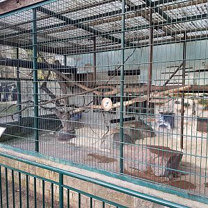 Enclosure Diana monkey