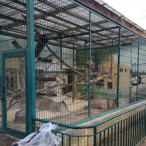 Diana monkey - Black mangabey-enclosures