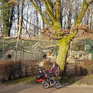 Barbary monkey - Barbary sheep enclosure