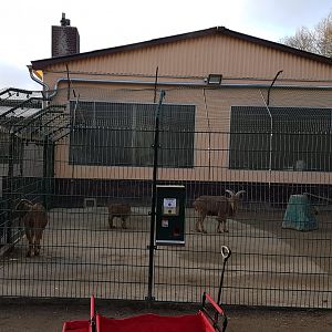 Barbary monkey - Barbary sheep enclosure