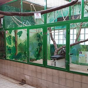 Ring-tailed lemur-indoor enclosure