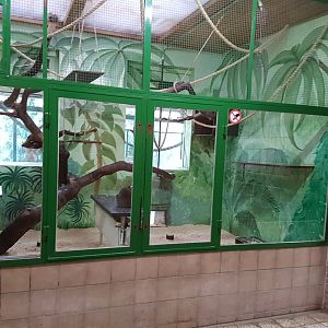 Ring-tailed lemur indoor-enclosure