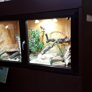 Enclosure Bearded dragon
