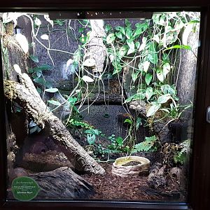 Dart frog-enclosure