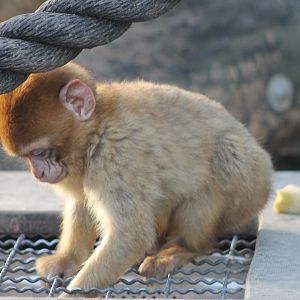 Young Barbary monkey