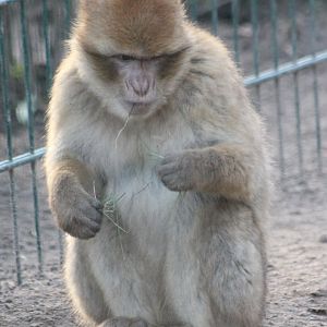Barbary monkey
