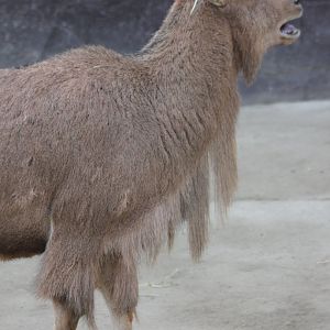 Barbary sheep
