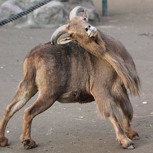 Barbary sheep