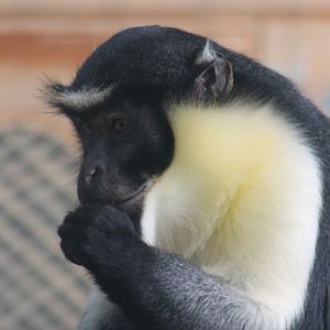 Diana monkey