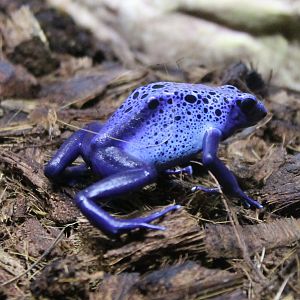 Blue dart frog