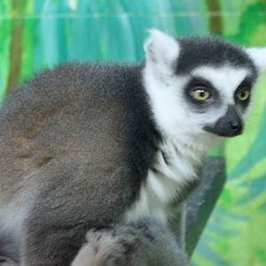 Ring-tailed lemur