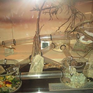 Riga Zoo - Reptile house - Mole rat exhibit