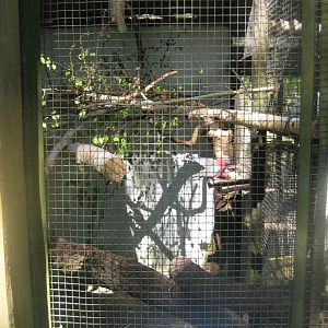 Riga Zoo - Cockatoo aviary #1