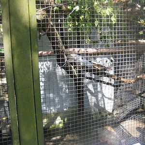 Riga Zoo - Cockatoo aviary #2