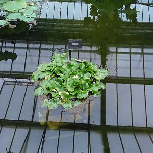 Nymphaea thermarum