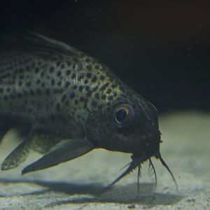 Not-upside-down catfish (Synodontis batensoda)