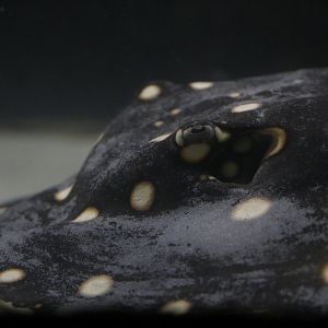 Bigtooth river stingray (Potamotrygon henlei)