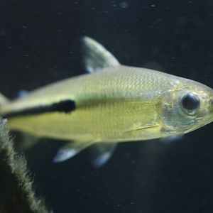 Red tail hemiodus (Hemiodus gracilis)