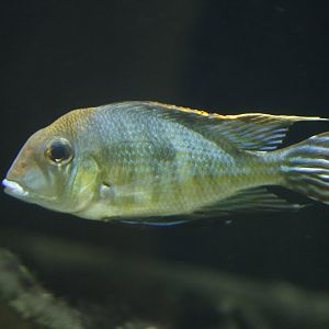 Tapajos redhead eartheater (Geophagus sp. "Tapajos")
