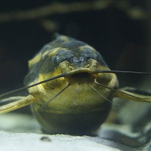 Southern striped raphael (Platydoras armatulus)