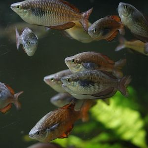 Gary Lange's rainbowfish (Melanotaenia garylangei)