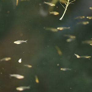 Pygmy glass danio (Danionella translucida)
