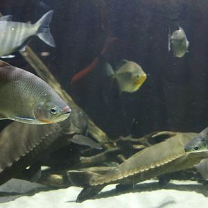 Mixture of species in the large Amazon basin tank