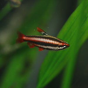 Peruvian red pencilfish (Nannostomus mortenthaleri)