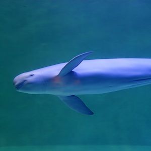 Finless porpoise (Neophocaena phocaenoides)